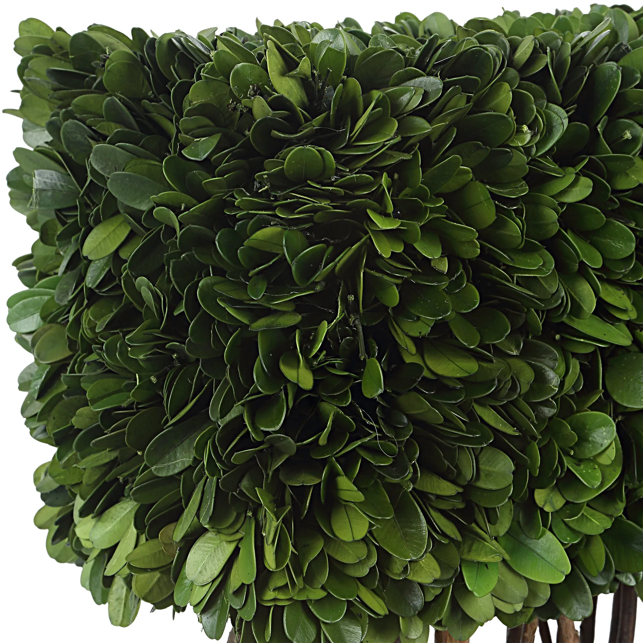 Uttermost Preserved Boxwood Rectangular Topiary